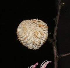 Flower from dry wood